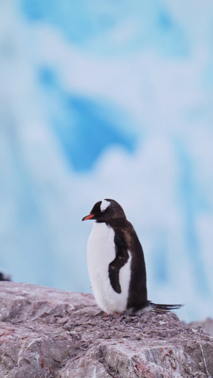 pingüinos en la antártida, video vertical para redes sociales, instagram reels y tiktok, pingüinos gentoo y antártida vida silvestre y animales en la península antártica