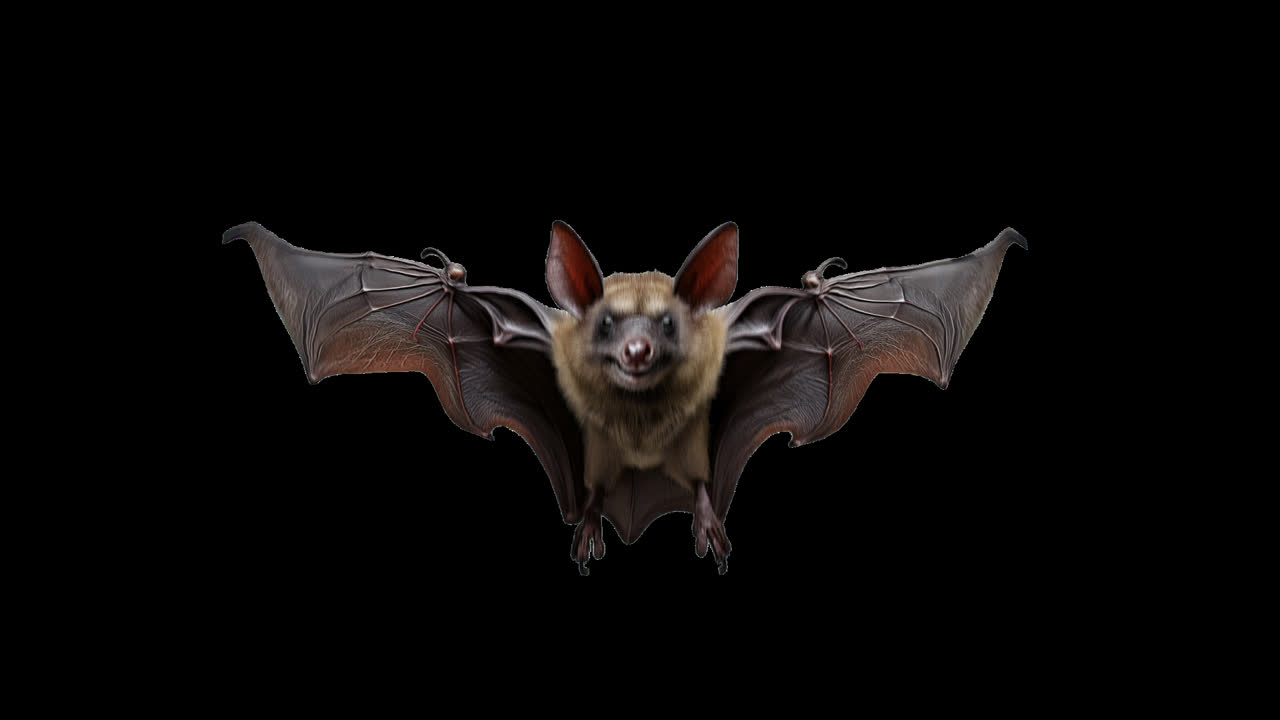 Looped Short Flying Bat Animation for Halloween on Transparent Background Alpha Channel
