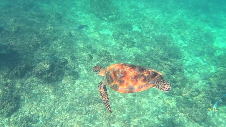 Slow Motion Sea Turtle Underwater at Daymaniyat Islands Muscat Oman in Clear Blue Ocean
