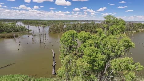 rising up behind trees and revealing the dead trees and beautiful islands of lake mulwala, nsw, australia