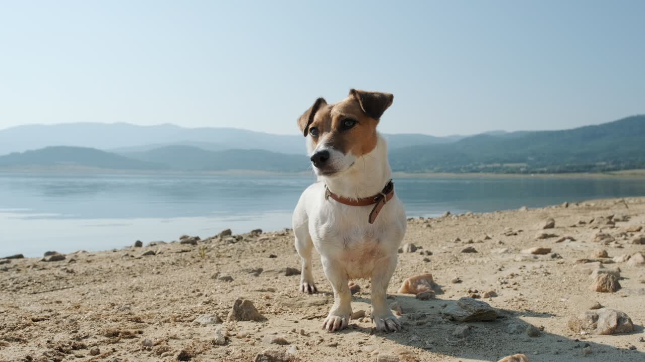 el perro de la raza jack russell terrier se encuentra en la orilla rocosa de un lago de agua dulce en las montañas al amanecer en un día soleado de verano, mira a su alrededor camina por la mañana en cámara lenta animales