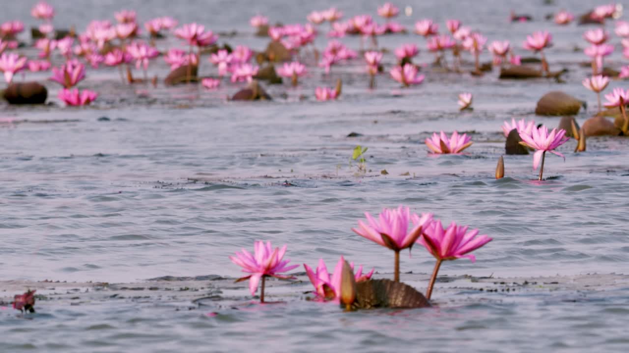 Explore the serene beauty of lotus blossoms thriving in tranquil waters showcasing nature's artistry.