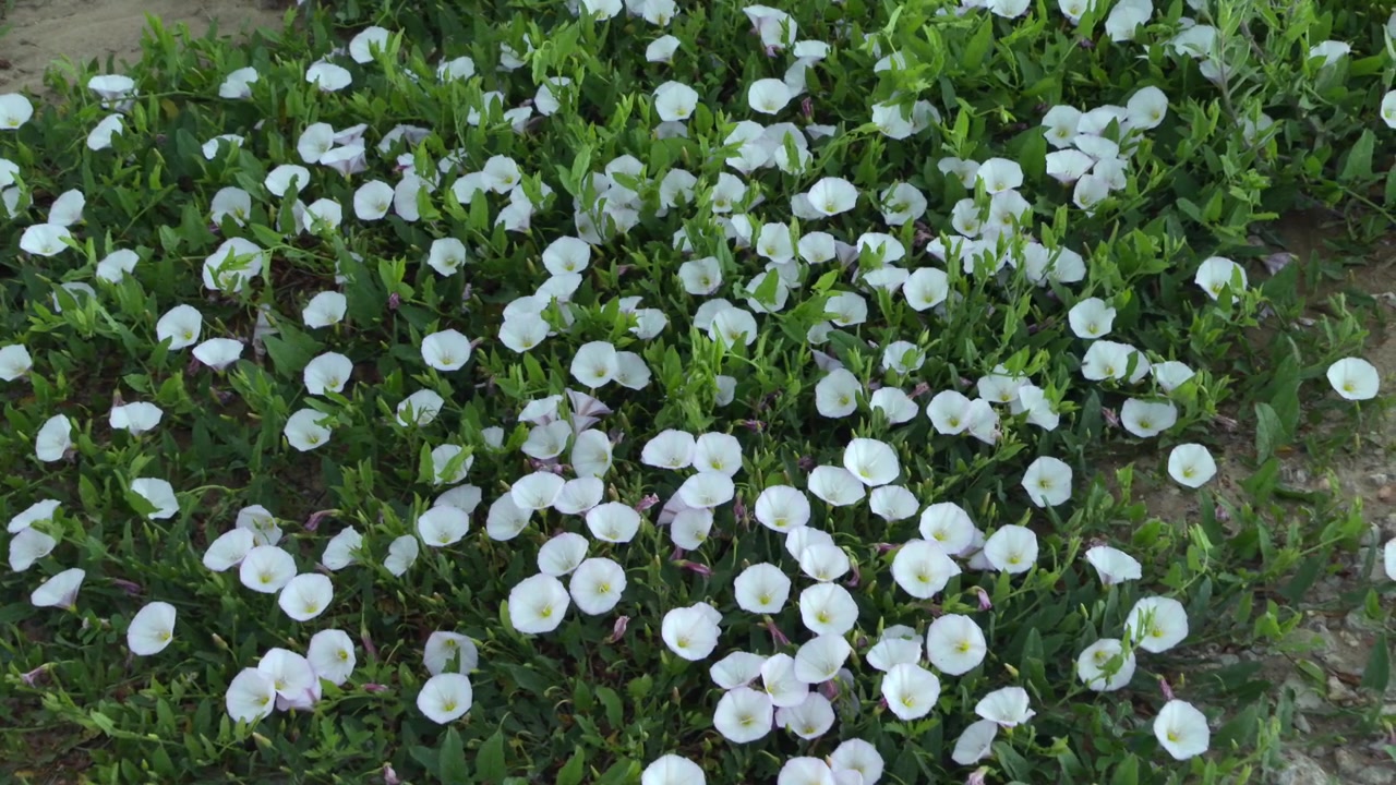 Bindweed flowers blooming in a dense patch, showcasing a pattern of natural growth
