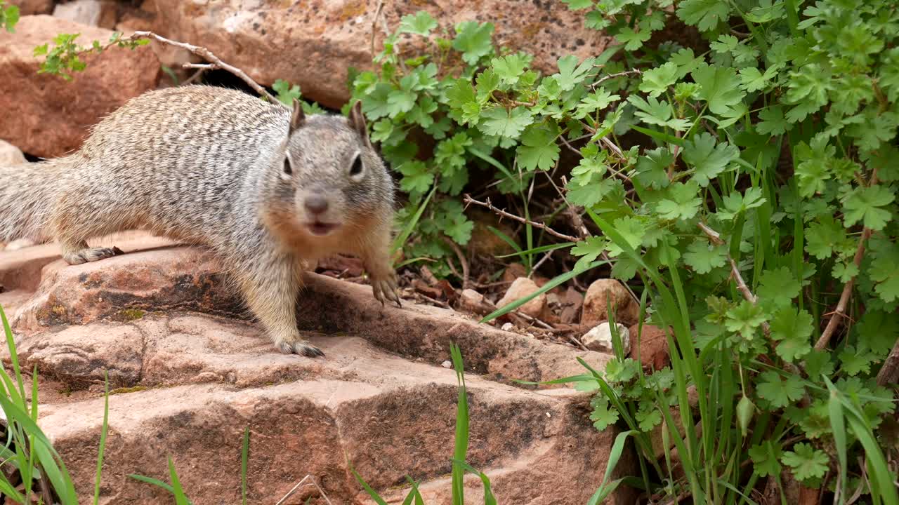 Close-up of a Wild Squirrel Foraging and Being Hand-Fed