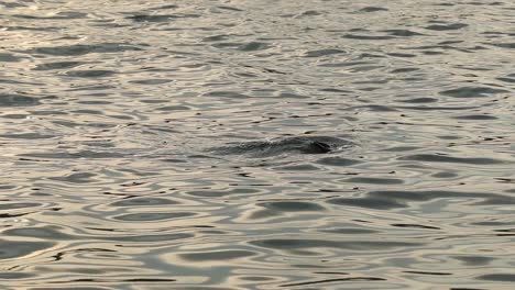 Vogel-Springt-Morgens-In-Den-See,-Um-Nach-Fischen-Zu-Suchen