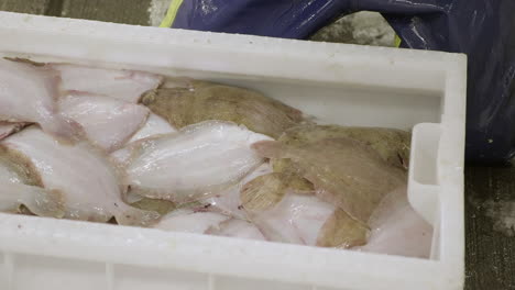 fresh plaice being sorted by hands wearing blue rubber gloves in fraserburgh harbour fish market, aberdeenshire, scotland