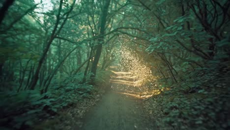 enchanted forest trail