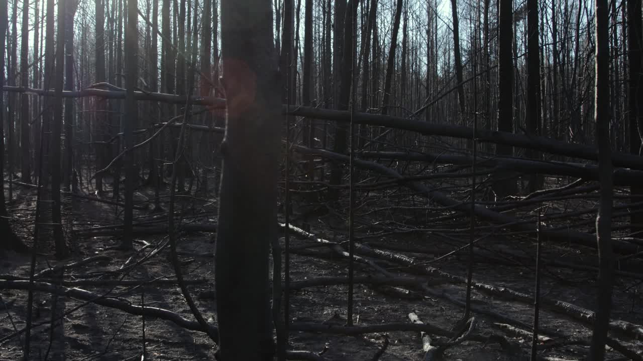 bosque quemado en un incendio forestal de verano