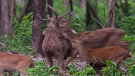 Der-Eldhirsch-Ist-Aufgrund-Von-Lebensraumverlust-Und-Jagd-Eine-Vom-Aussterben-Bedrohte-Art