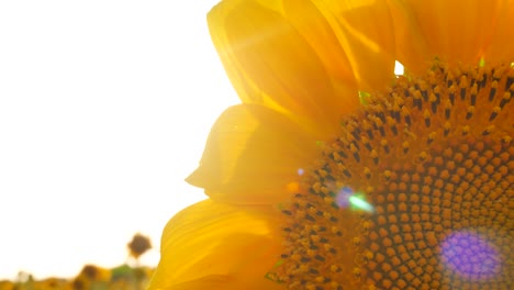 girasol en flor con luces de sol en el fondo