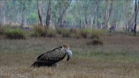 The-Himalayan-Griffon-Vulture-is-Near-Threatened-due-to-toxic-food-source-and-habitat-loss