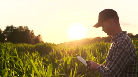 male farmer with a tablet closeup inspects shoots kurusu and tap the screen with your fingers. analyze the success of the future harvest. genetically modified foods