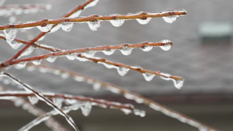 frozen water droplets on branches