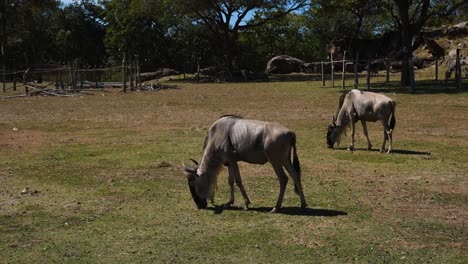 herd of wildebeest in african savannah grazing under the sun