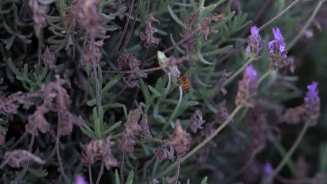 Handheld-slow-motion-clip-of-a-bee-sipping-on-lavender-flowers