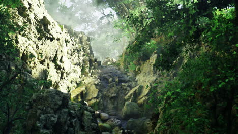 nature reveals a serene and lush rocky pathway in a dense forest