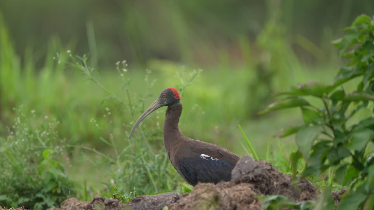 This footage captures a bird in its natural setting within Chitwan National Park, Nepal — a biodiversity hotspot and UNESCO World Heritage Site rich in tropical wildlife and native bird species