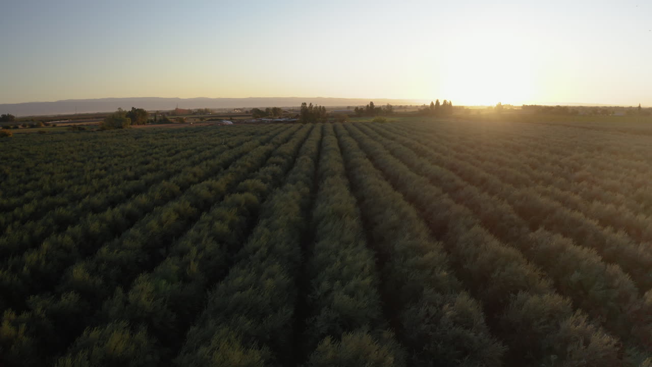 Aerial View of an Agricultural Field at Sunset