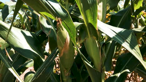 Details-of-corn-stalk,-beautiful-green-corn-on-the-cob-to-make-mush,-corn-cake