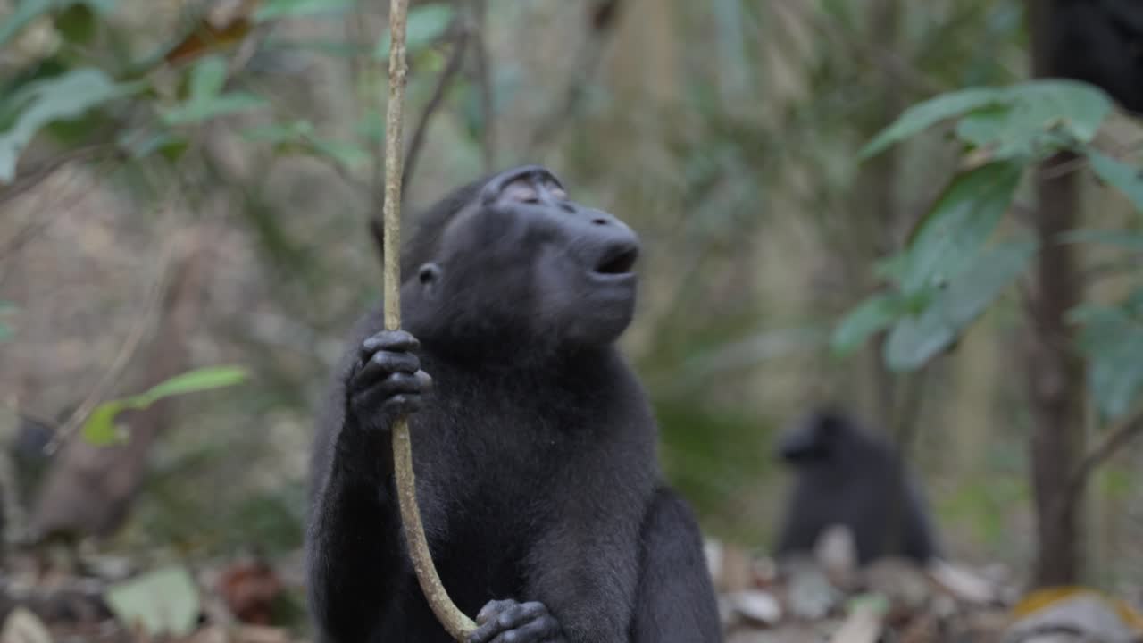 un mono libre y salvaje sentado en la jungla, filmado en cámara lenta en sulawesi, indonesia, dentro del parque nacional tangkoko