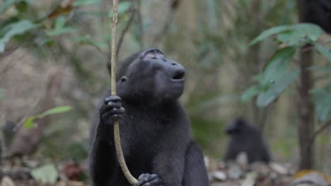 Un-Mono-Salvaje-Y-Libre-Sentado-En-La-Jungla,-Filmado-En-Cámara-Lenta-En-Sulawesi,-Indonesia,-Dentro-Del-Parque-Nacional-Tangkoko.