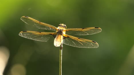 las libélulas amarillas están en las flores en la naturaleza