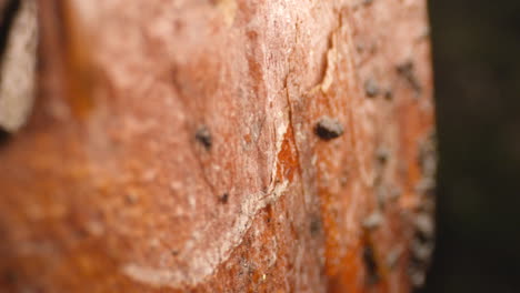 bosque y vegetación, árbol macro