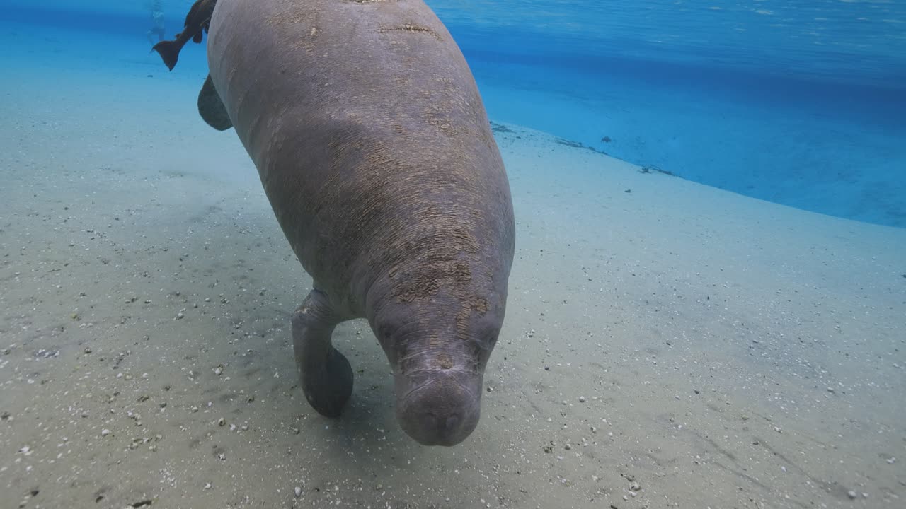 Manatee with invasive suckerfish attached, swimming slowly through clear spring water over sandy bottom