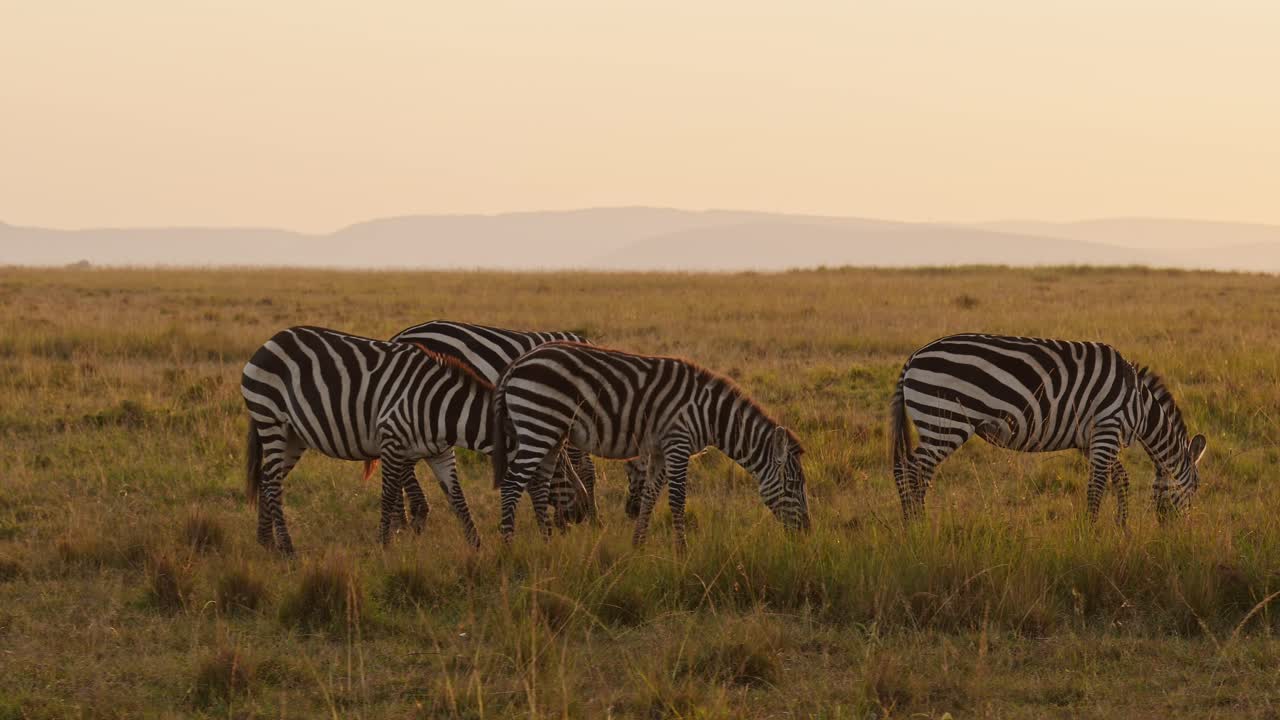 Movimento rallentato di animali della Masai Mara, Africa, con una mandria di zebre al pascolo in un paesaggio di savana durante un safari nella fauna selvatica africana nel Maasai Mara, Kenya, nella splendida luce del tramonto dell'ora d'oro