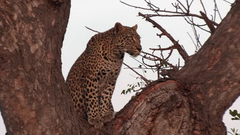 a leopard perched in a tree under the golden glow of the african sun