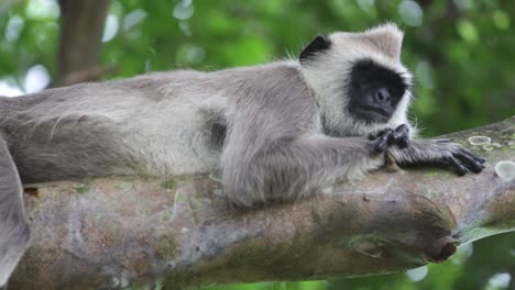 langur wild monkey lays on a tree branch looking calm