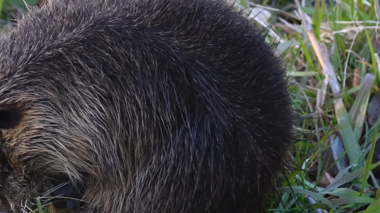 A coypu with brown fur closely nibbling on green grass in a natural setting.