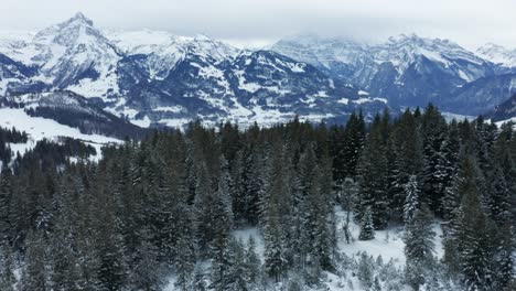Hermoso-Vuelo-De-Drones-En-Invierno-Sobre-Pinos-Que-Revelan-Un-Panorama-Panorámico-De-Montaña