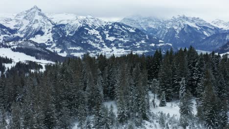 Wunderschöner-Drohnenflug-Im-Winter-über-Pinien,-Der-Ein-Malerisches-Bergpanorama-Offenbart