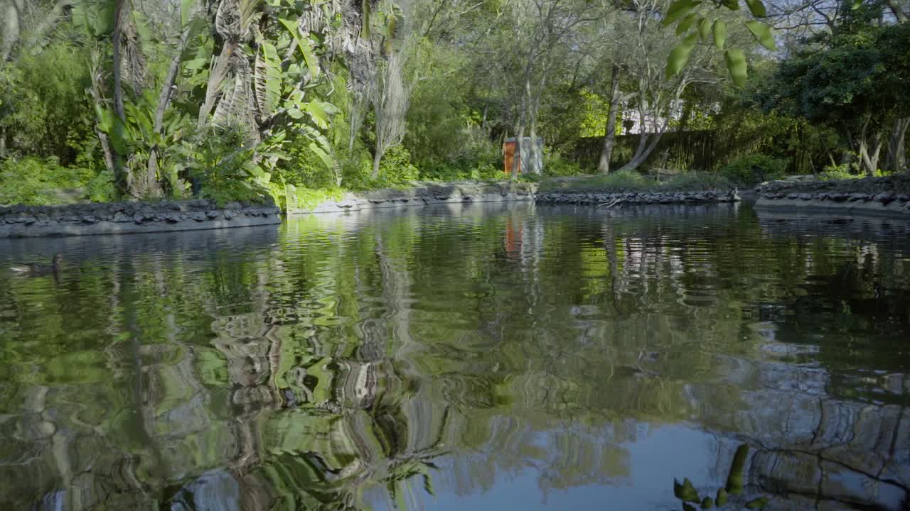 자연 일광 한 지방 공원 잔디 휴가 이파리 브런치 트렁크 나무 나무 녹색 물 오리 거위 거위 새 비둘기 호수 늪 슬로우 모션 샷