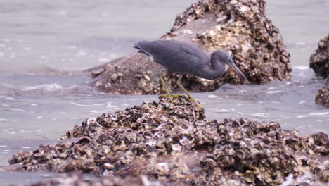 pájaro de la garza de arrecife del pacífico buscando comida o buscando comida de pie en una playa rocosa mirando la piscina de marea de agua de mar y golpeando la cabeza sumergida atrapando peces pequeños - cámara lenta