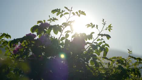 Zeitraffer-Bulgarisch-Rosa-Rose-Sonne-Bewegt-Sich-Durch