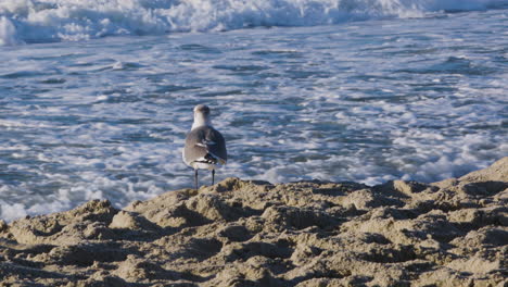 a seagull sits on a beach with the ocean surf in the background