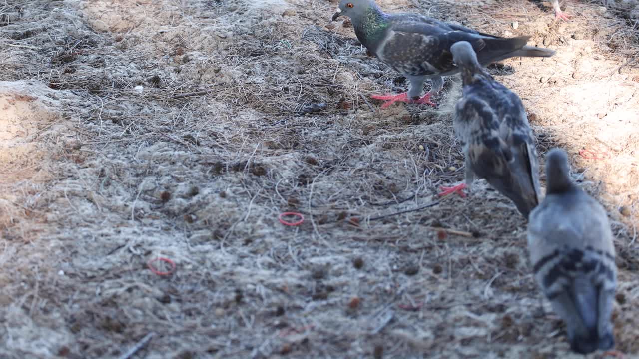 palomas picoteando y caminando por la hierba seca