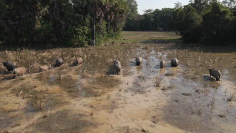 La-Manada-De-Búfalos-De-Agua-Domésticos-Regresa-Al-Agricultor-En-Un-Humedal-Inundado