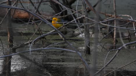 Close-up-of-a-yellow-and-orange-protonotary-warbler-on-the-woodland,-while-it-rains