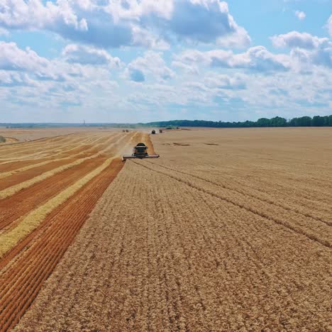 golden field under blue sky in harvesting season. combine harvester cutting blades on a wheat field. harvesting crop.