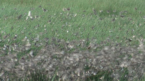 red-billed quelea millions of them in murmuration above ndutu marsh, tanzania