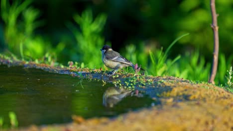 a great tit (parus major) drinks from a natural spring, with its colorful body beautifully reflected in the still water below
