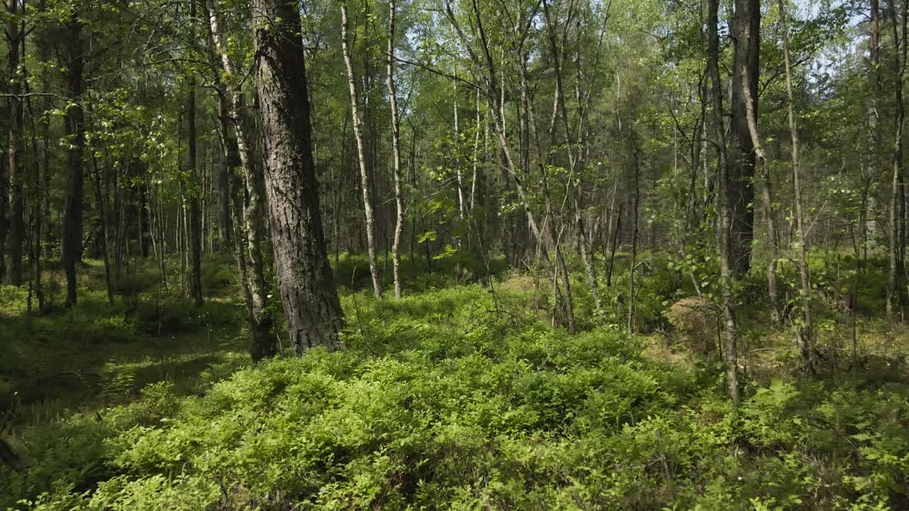 Gorgeous smooth motion aerial flythrough footage from a dense and thick sunny northern forest in europe during warm summer day. The footage flies between trees and over mossy and bushy landscape.