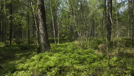 Gorgeous smooth motion aerial flythrough footage from a dense and thick sunny northern forest in europe during warm summer day. The footage flies between trees and over mossy and bushy landscape.