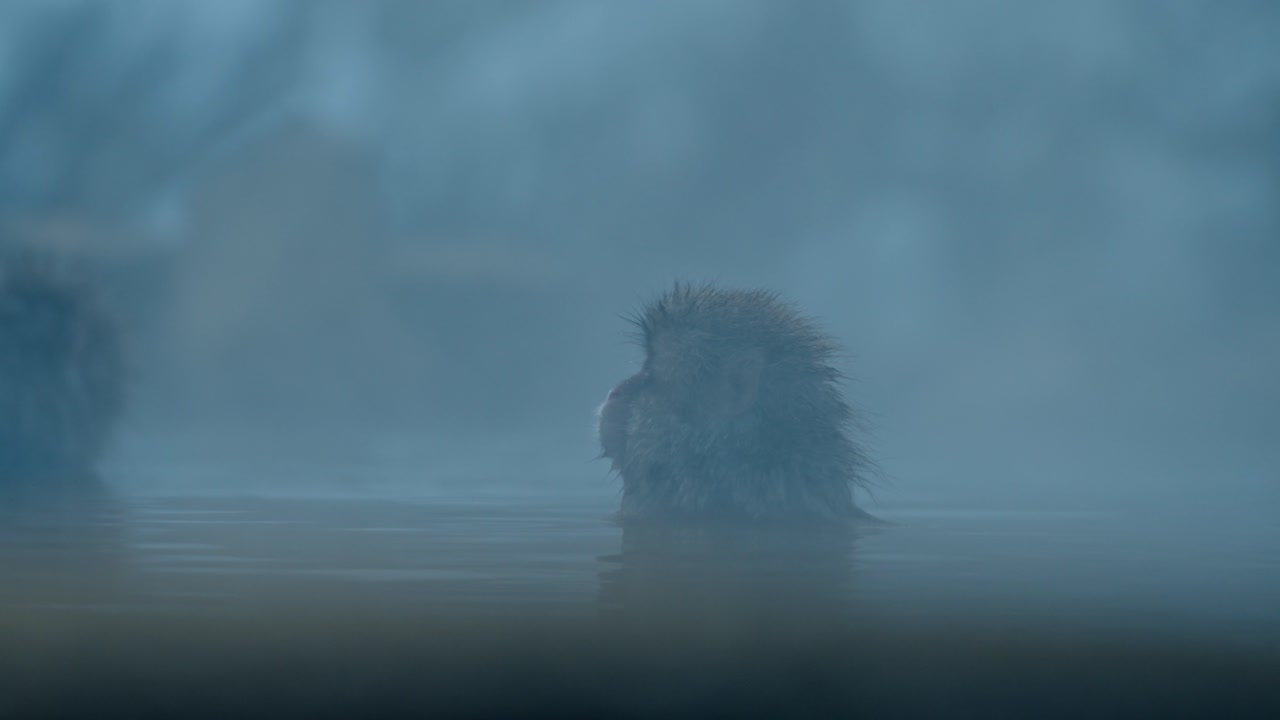 A calm snow monkey relaxes in the soothing waters of a foggy onsen, surrounded by a peaceful winter landscape in Jigokudani, Japan.
