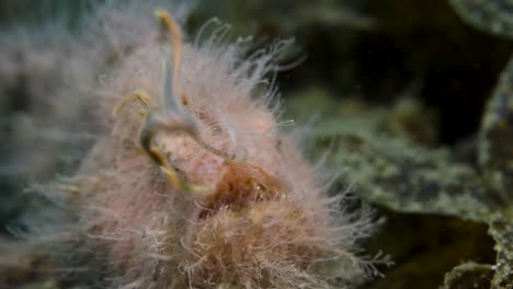 a pink hairy frogfish using its lure to act as a worm to catch prey