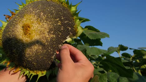 Big Sunflower in Hands of Young Man a Young Man in a Field of Sunflowers Pulls Sunflower Seeds from a Flower an Agronomist Checks Sunflower Seeds for Ripeness