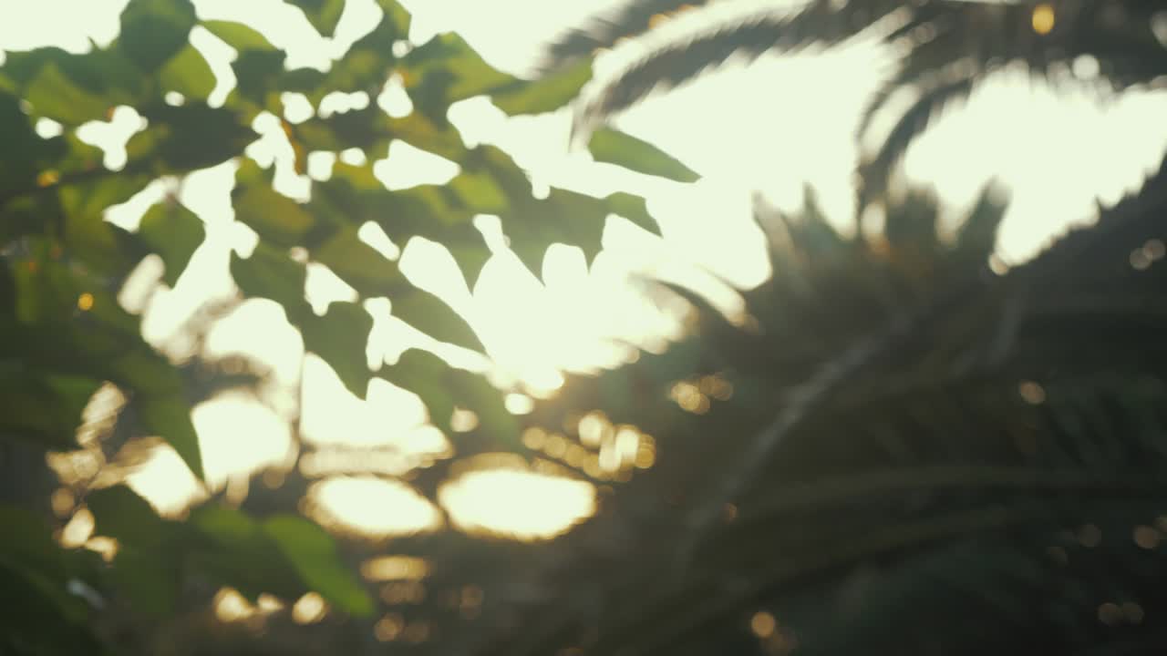 해질녘 드림 랙 포커스 무성한 초목